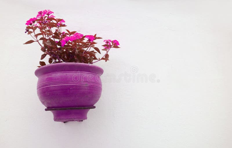 Purple and Pink Color Tone of Lantana Camara in Flowerpot Hanging on White Concrete Wall with Copy Space, amazing, art, backyard, beautiful, beauty, bloom, blossom, botanic, bouquet, bright, cute, decor, decoration, flora, floral, foliage, fresh, front, garden, gardening, growing, home, isolated, leaf, magenta, minimalist, nature, outdoors, petal, plant, planter, red, simplicity, spring, stalk, unique, vase, vibrant, view, violet, vivid. Purple and Pink Color Tone of Lantana Camara in Flowerpot Hanging on White Concrete Wall with Copy Space, amazing, art, backyard, beautiful, beauty, bloom, blossom, botanic, bouquet, bright, cute, decor, decoration, flora, floral, foliage, fresh, front, garden, gardening, growing, home, isolated, leaf, magenta, minimalist, nature, outdoors, petal, plant, planter, red, simplicity, spring, stalk, unique, vase, vibrant, view, violet, vivid