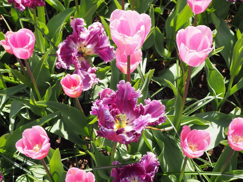 Purpere en roze tulpen royalty-vrije stock foto's Purpere en roze tulpen royalty-vrije stock foto's