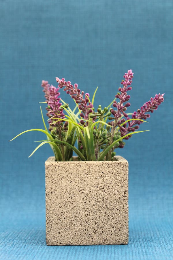 Purpere Heather Plant Concrete Pot stock foto's Purpere Heather Plant Concrete Pot stock foto's