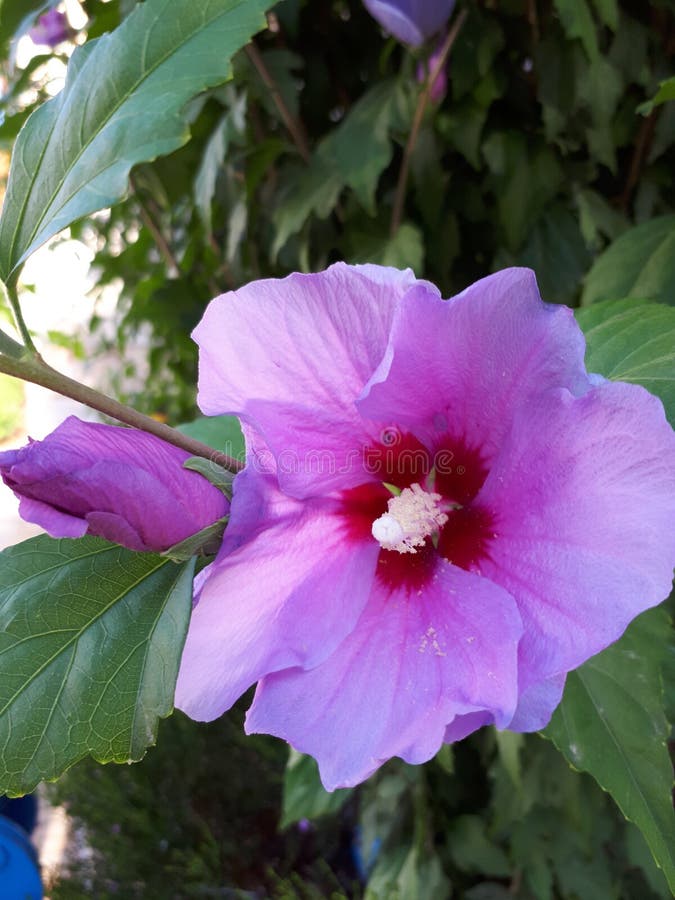 Purpere hibiscus stock afbeeldingen Purpere hibiscus stock afbeeldingen
