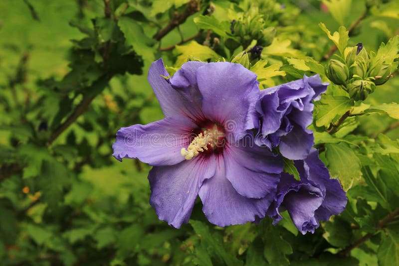 Purpere hibiscusbloem stock afbeeldingen Purpere hibiscusbloem stock afbeeldingen