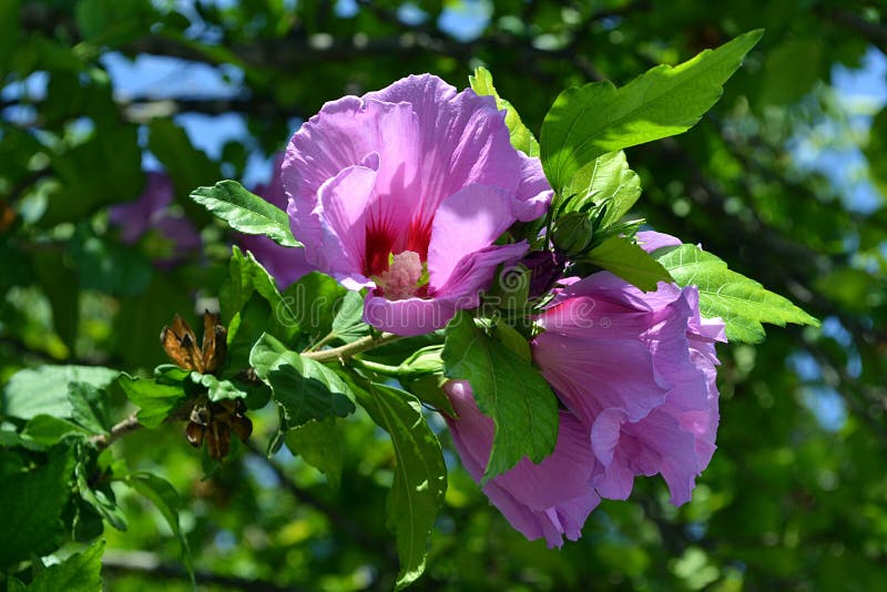 Purpere hibiscusbloemen stock foto's Purpere hibiscusbloemen stock foto's