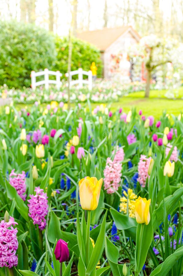 Purpere hyacinten die in de lente onder kleurrijk bloemgebied van tulpen bij Keukenhof-tuin in Nederland bloeien stock afbeeldingen Purpere hyacinten die in de lente onder kleurrijk bloemgebied van tulpen bij Keukenhof-tuin in Nederland bloeien stock afbeeldingen