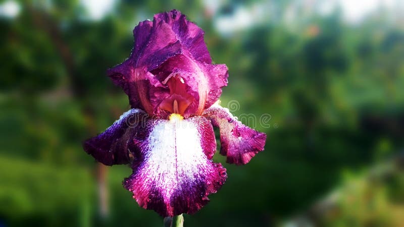 Download Purpere Iris stock foto. Afbeelding bestaande uit bloem - 54081916