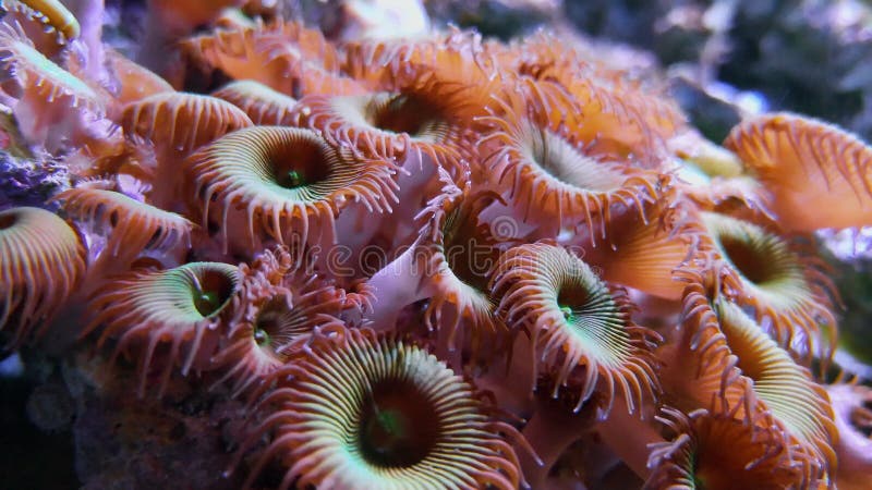 Purpere Knooppoliep, de onderwater zachte koralen van protopalythoamutuki zoanthids
