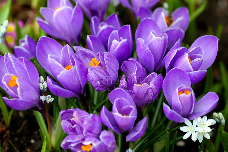 Purple crocus flowers. Purple crocus flowers