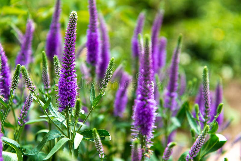Purpere Salvia Perennial Butterfly Flower stock afbeeldingen Purpere Salvia Perennial Butterfly Flower stock afbeeldingen
