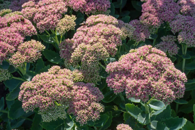 Purpere sedum in dichte omhooggaand royalty-vrije stock foto Purpere sedum in dichte omhooggaand royalty-vrije stock foto