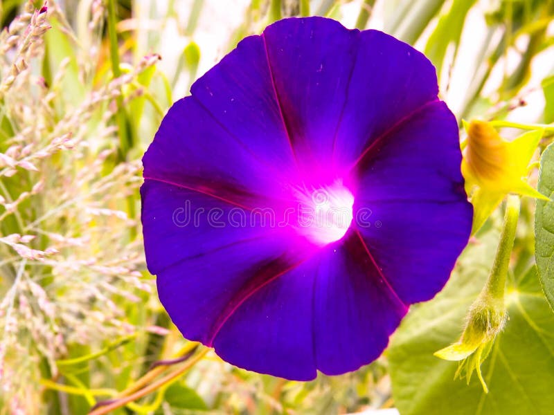 Purpere Ultraviolette Ochtend Glory Flower In een Gebied van Groen stock foto Purpere Ultraviolette Ochtend Glory Flower In een Gebied van Groen stock foto