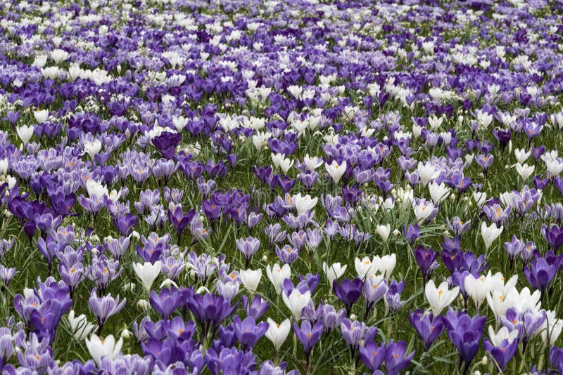 Purpere witte krokus royalty-vrije stock afbeelding Purpere witte krokus royalty-vrije stock afbeelding