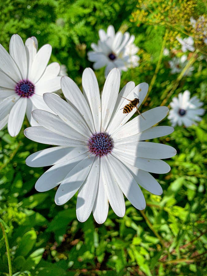 Purple African Daisies with One Bee Stock Photo Image of herb