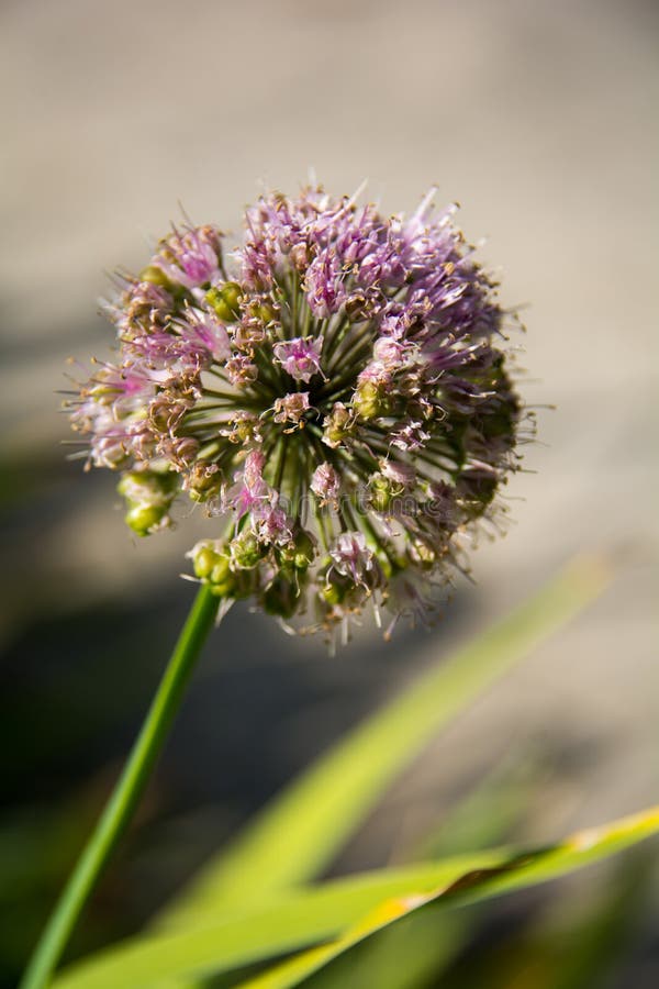 Purple alium onion flower stock image. Image of bloom 33645603