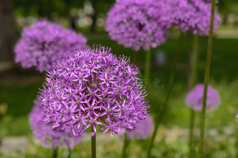 Purple allium flower, allium giganteum. Flower decorative bow. Flower in shape of the ball.