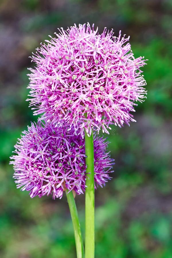 Purple allium onion blooming flower heads