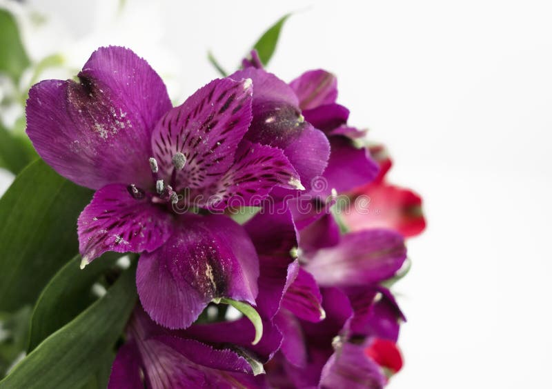 Purple Alstroemeria stock photo. Image of bunch, floral - 110718846