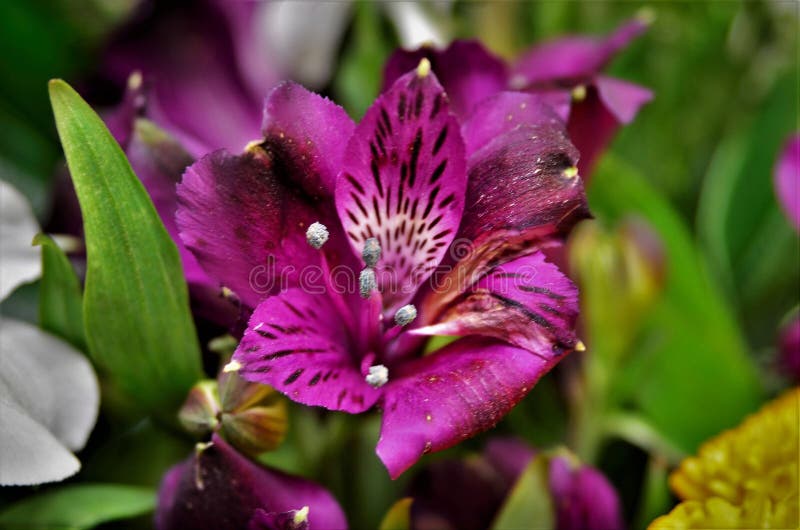 The Purple Alstroemeria Flower in the Bouquet Stock Image - Image of  colorful, beauty: 193157213