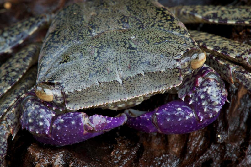 Purple Arm Crab Royalty Free Stock Photo Image 15684655
