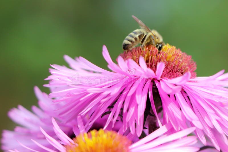 Purple Aster. a Bee on a Flower. a Flower of Aster Stock Photo Image