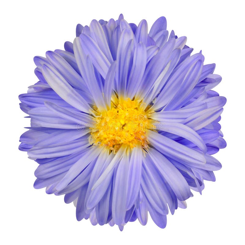 Purple Aster Flower with Yellow Center Isolate on White