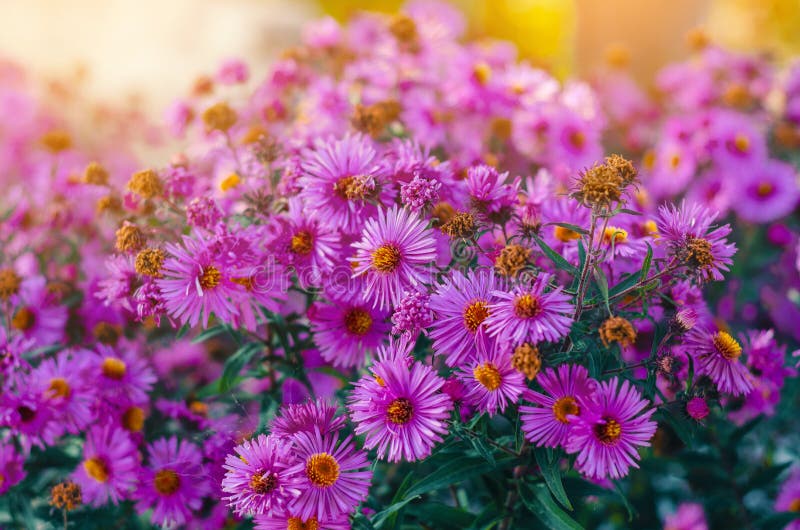 Purple Aster Flowers in the Rays of the Evening Sun Stock Photo Image