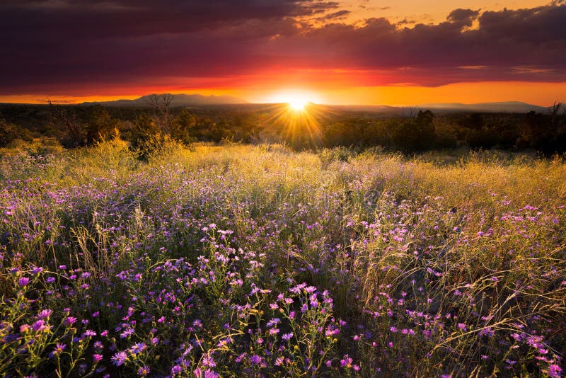 Purple Asters at Sunset stock photography Purple Asters at Sunset stock photography