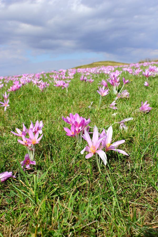 Purple autumn crocus