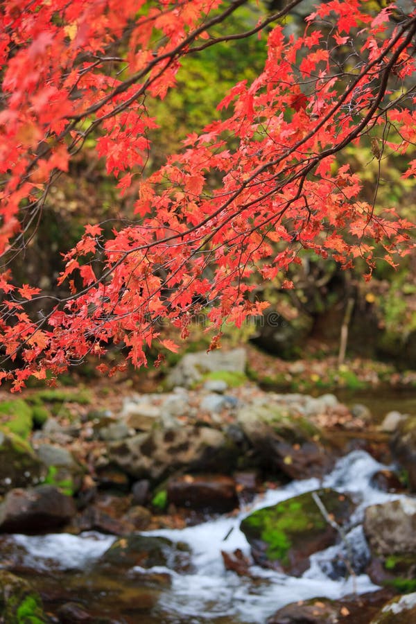 Purple autumn foliage on a background of stream