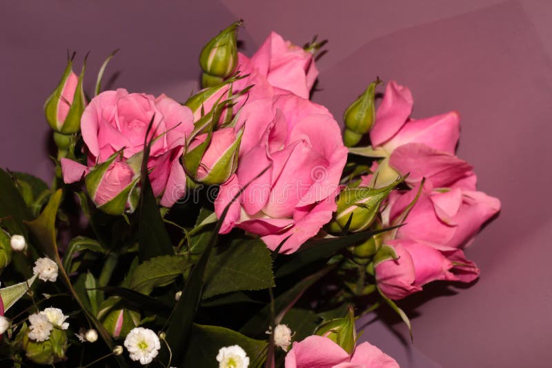 Purple Background with Pink Roses. Bouquet of Pink Roses Stock Image