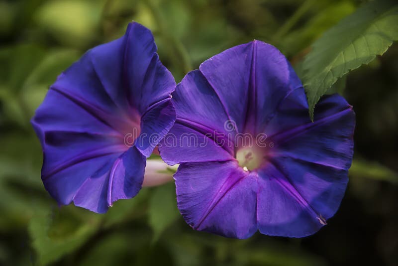 Purple beach moonflower at the Magnolia plantation in Charleston South Carolina