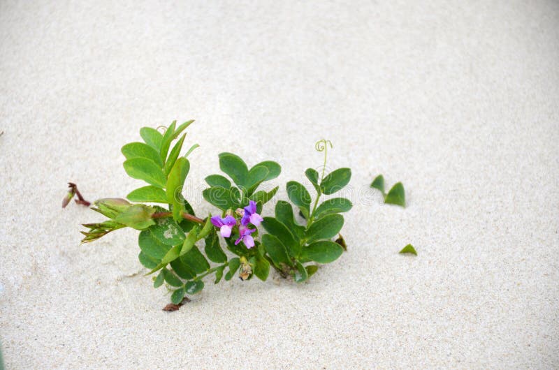 Purple beach pea flower in sand dune