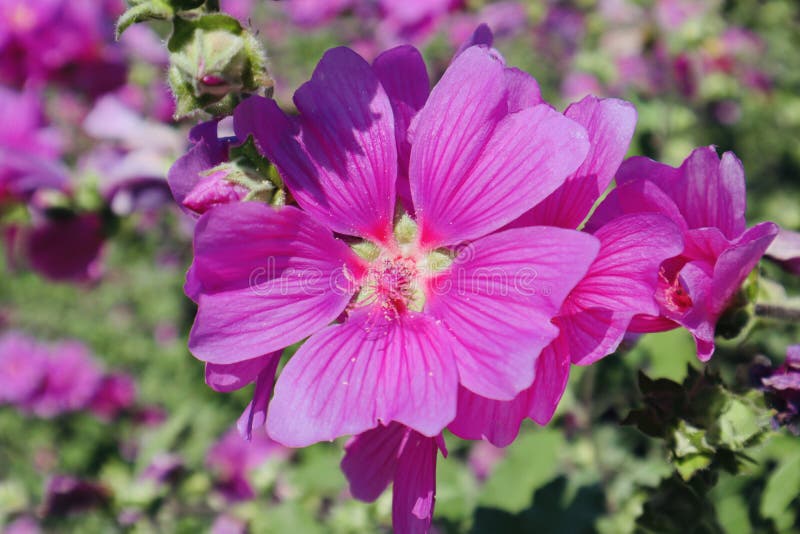 Purple beautiful flower close royalty free stock image Purple beautiful flower close royalty free stock image