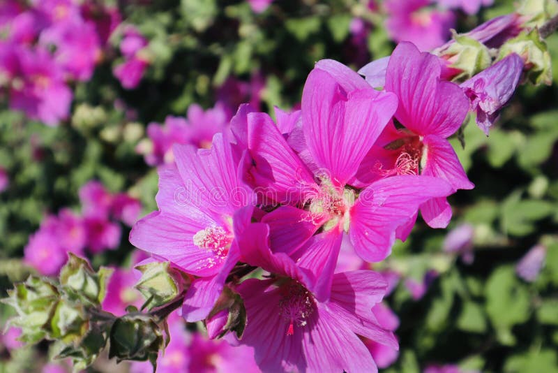 Purple beautiful flower clos up stock photo Purple beautiful flower clos up stock photo