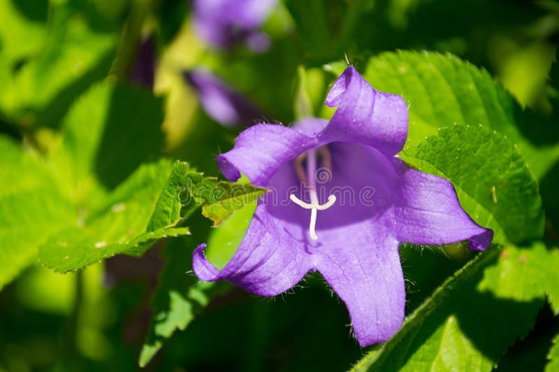 Purple bell flower. stock photo. Image of background 86124542
