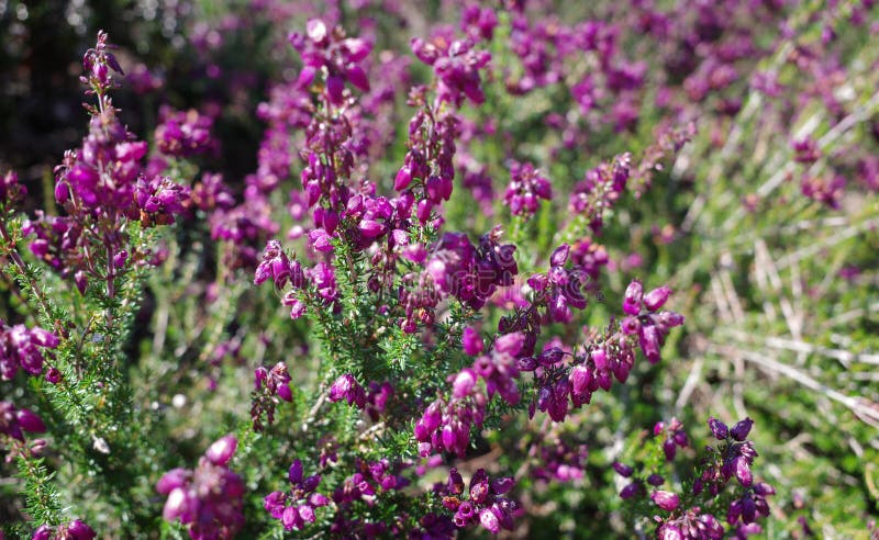 Calluna vulgaris, Ling or Erica in bloom. Vertical floral