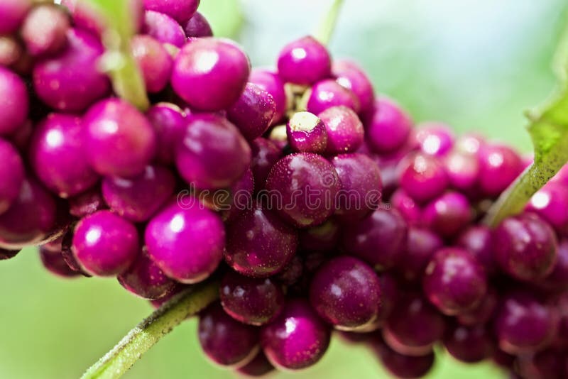 Berries on a branch