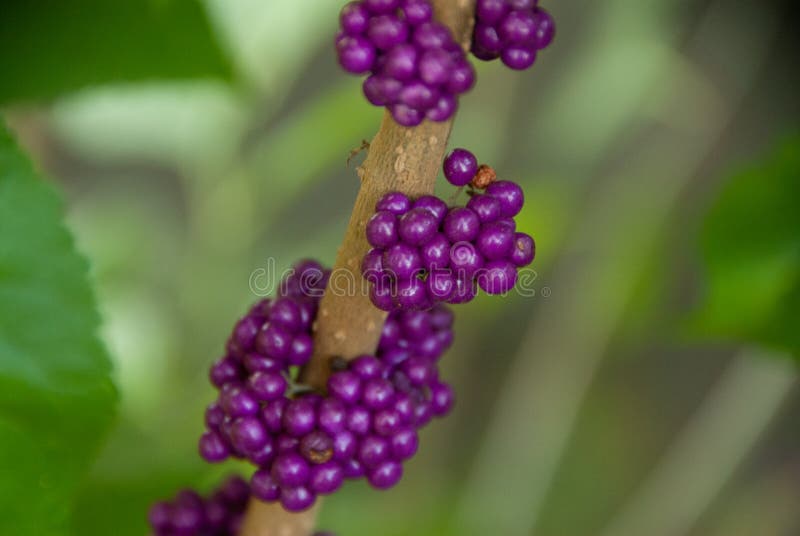Purple berry cluster stock image. Image of ornament 134858655