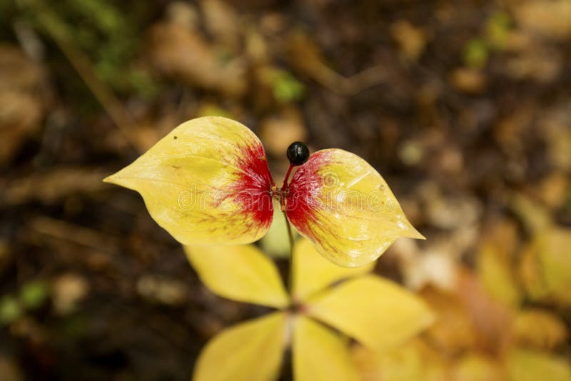 Red and yellow foliage, and purple berry of Indian cucumber root, Medeola virginiana, from Carrabassett Valley, Maine. Red and yellow foliage, and purple berry of Indian cucumber root, Medeola virginiana, from Carrabassett Valley, Maine.