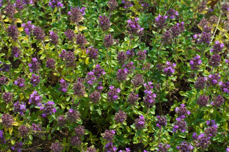 thyme ground cover high altitude purple flowers pinterest thyme ground cover high altitude purple flowers pinterest