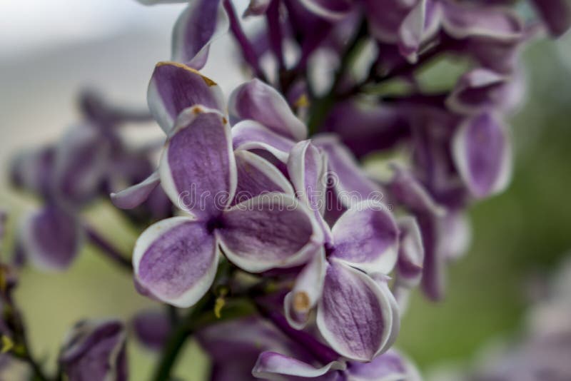 Purple Blossoms on a Flowering Tree Stock Image - Image of beauty ...