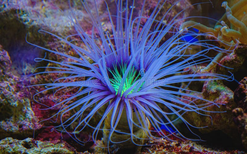 Purple Blue Anemone Coral in an Aquarium Stock Photo - Image of 