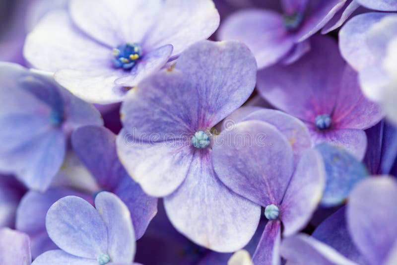 Purple blue flower stock image. Image of nature, vivid 94479745