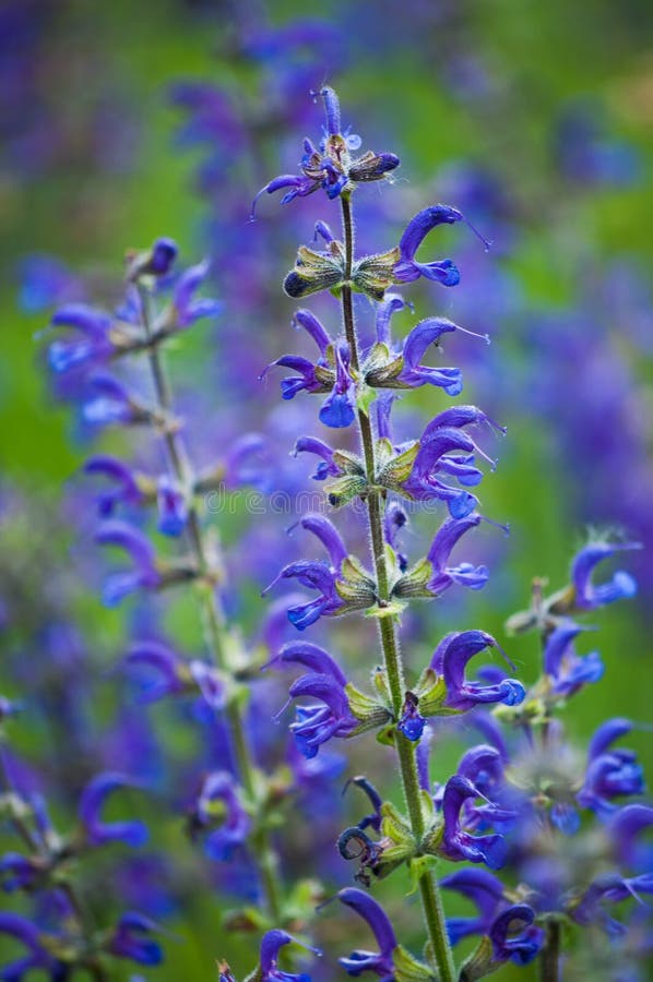 Purpleblue flower field stock photo. Image of texture 53202252