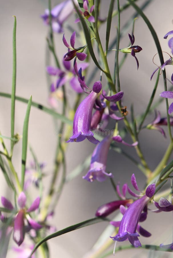 Purple blue flowers of Australian native Eremophila oppositifolia, Rays Blue variety, family Scrophulariaceae. Endemic to SA, Vic, NSW, Qld. Named after the late Ray Schilling of the Meringur Property. Common name is Weeooka or Twin Leaf Emu Bush. Purple blue flowers of Australian native Eremophila oppositifolia, Rays Blue variety, family Scrophulariaceae. Endemic to SA, Vic, NSW, Qld. Named after the late Ray Schilling of the Meringur Property. Common name is Weeooka or Twin Leaf Emu Bush