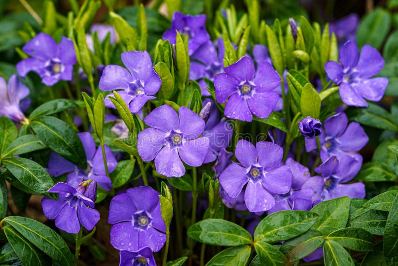 Purple Blue Flowers of Periwinkle, Vinca Minor Stock Photo Image of