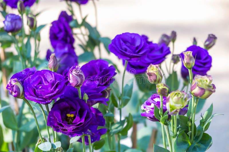 Purple, blue rose in the garden