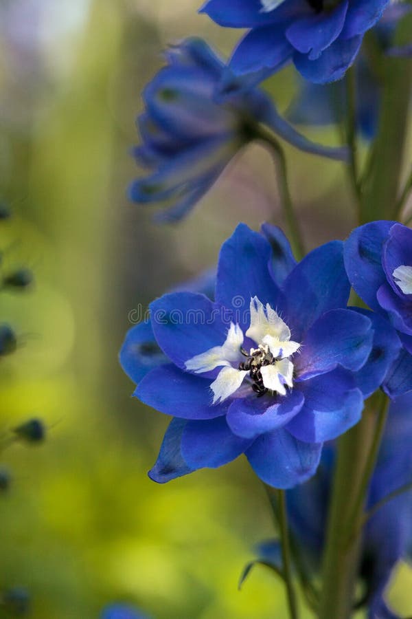 Purple, Blue and White Larkspur Flower Stock Photo - Image of wildflower,  garden: 89782800
