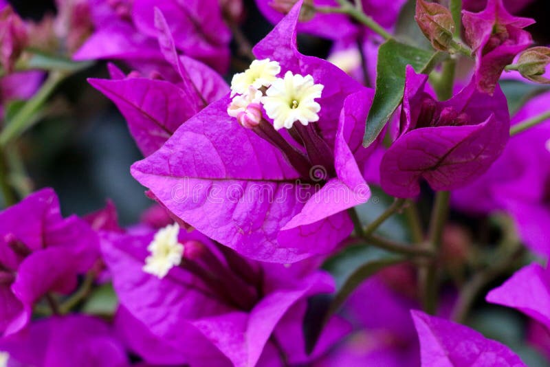 Bougainvillea Flower and Palm Trees Stock Photo - Image of beautiful ...