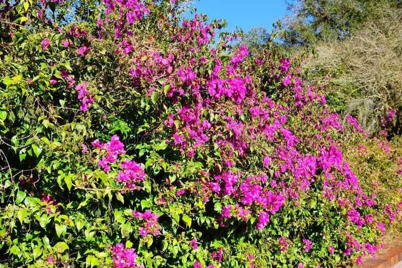 Purple Bougainvillea Glabra Flower Stock Image - Image of landscape ...