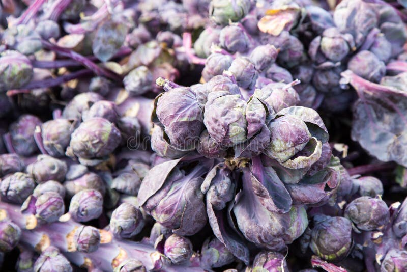 Purple Brussel Sprouts at the Market Stock Image Image of colored, specialized 92489407