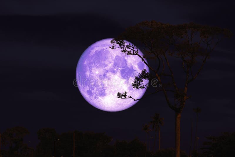 purple buck moon on night red sky back silhouette tree stock image purple buck moon on night red sky back silhouette tree stock image